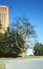 org_UMass_Amherst_tree_11.jpg