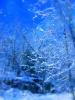 org_winter_blue12.JPG