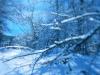 org_winter_blue16.JPG